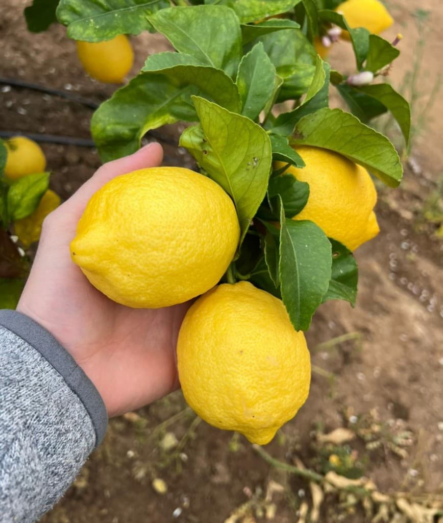 Agro South West - Proceso exportación cítricos