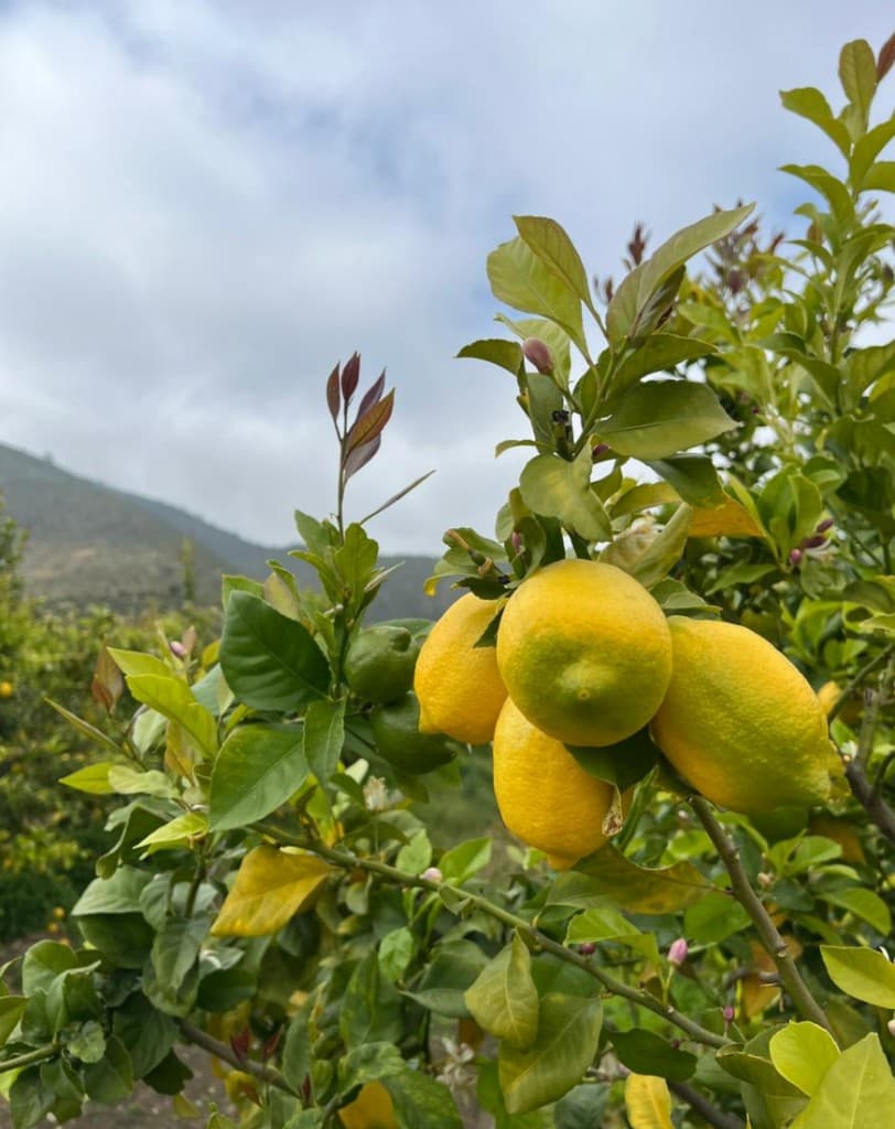 Galería Agro South West - Cítricos 7