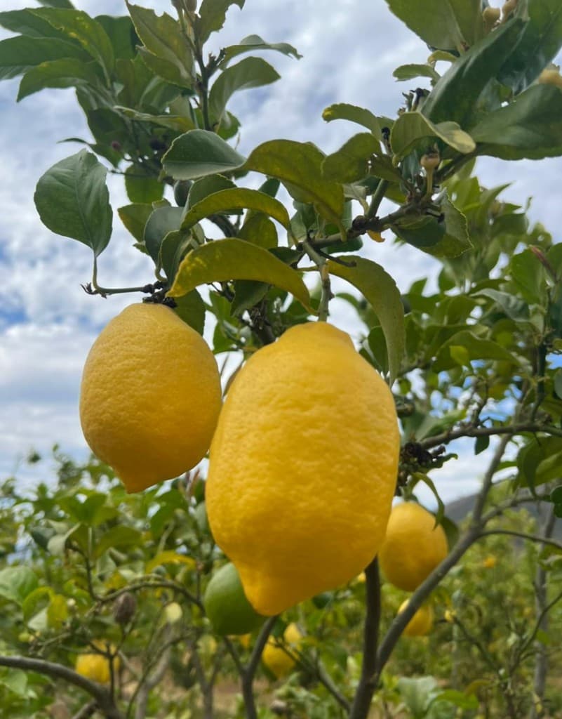 Galería Agro South West - Cítricos 8