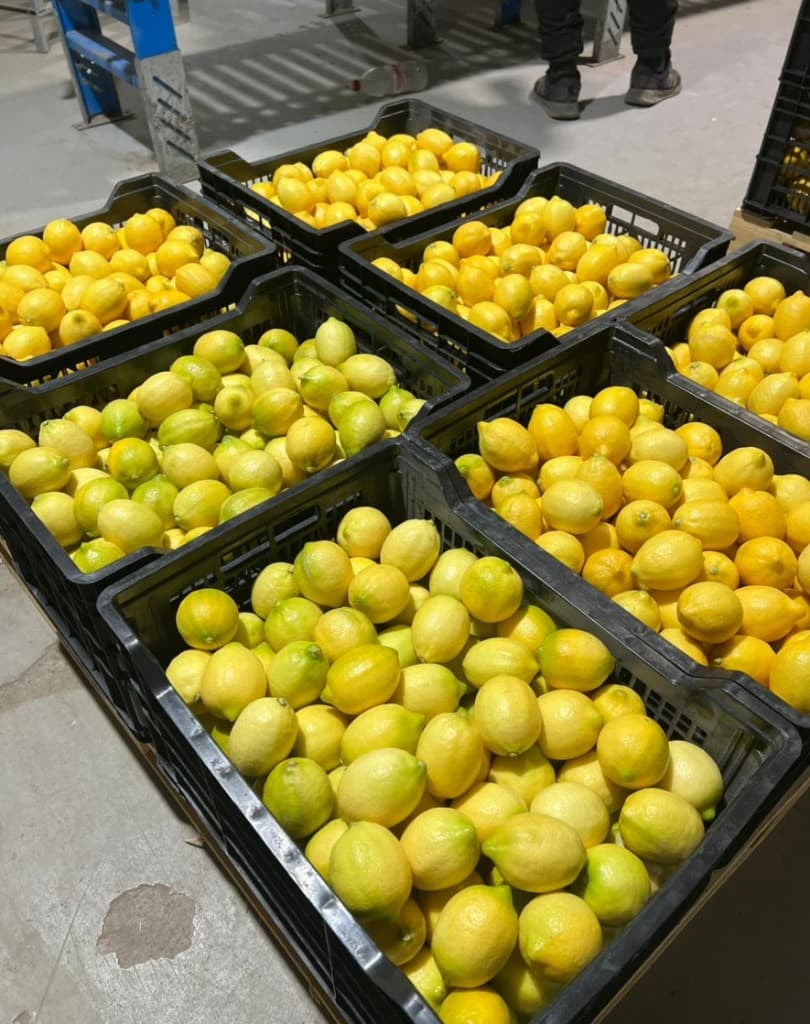 Galería Agro South West - Cítricos 10