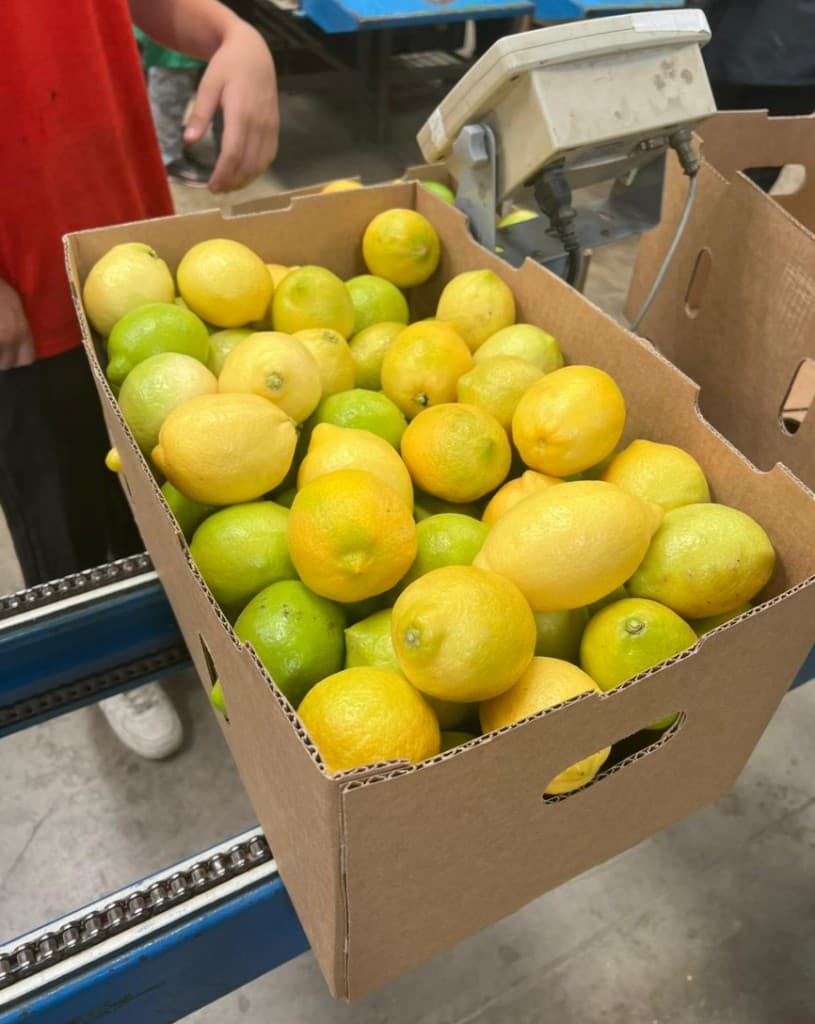 Galería Agro South West - Cítricos 12