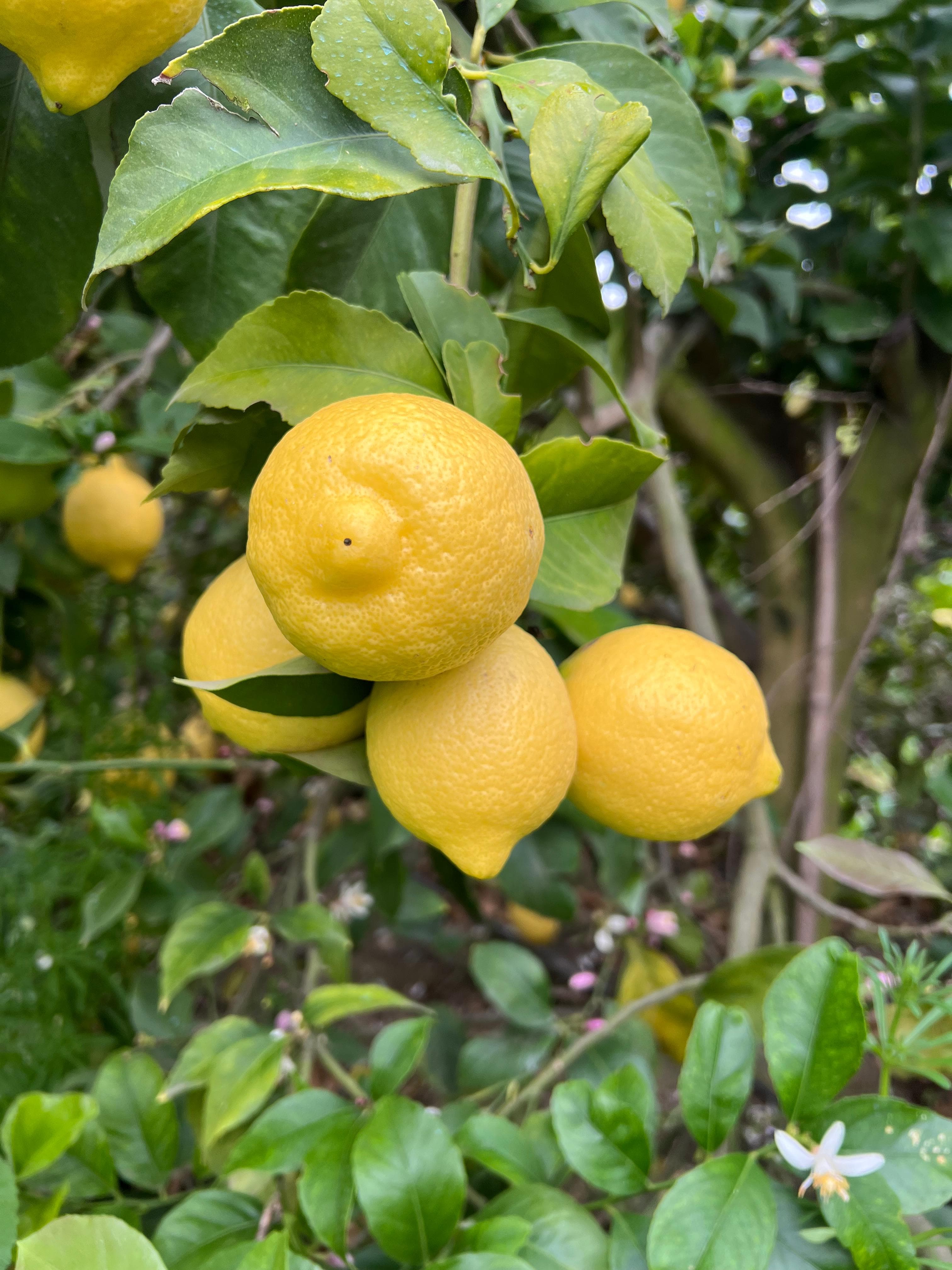 Limones en árbol - Agro South West